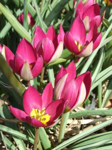 Dwarf tulip: in the Red Book or not, description, planting and care