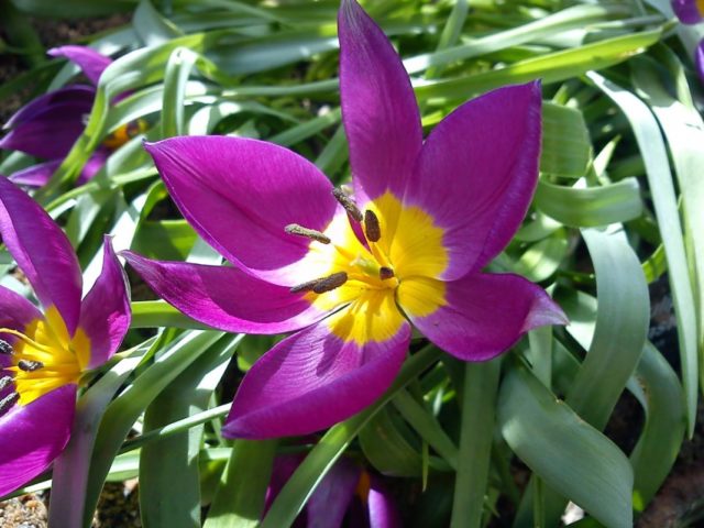 Dwarf tulip: in the Red Book or not, description, planting and care