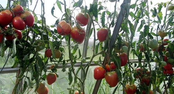 Eagle Heart Tomato: reviews, photos, yield