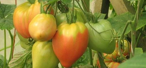 Eagle Heart Tomato: reviews, photos, yield