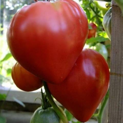 Eagle Heart Tomato: reviews, photos, yield