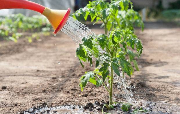 Eagle&#8217;s Beak Tomato: reviews, photos, yield