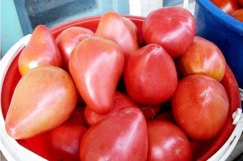 Eagle&#8217;s Beak Tomato: reviews, photos, yield