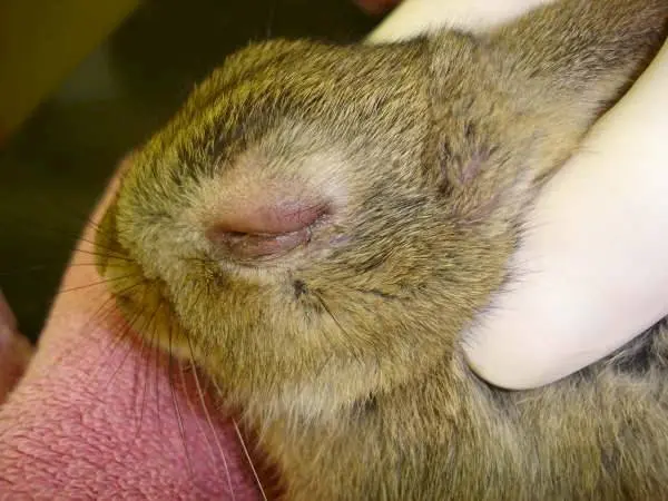 Ear disease in rabbits: how to treat 