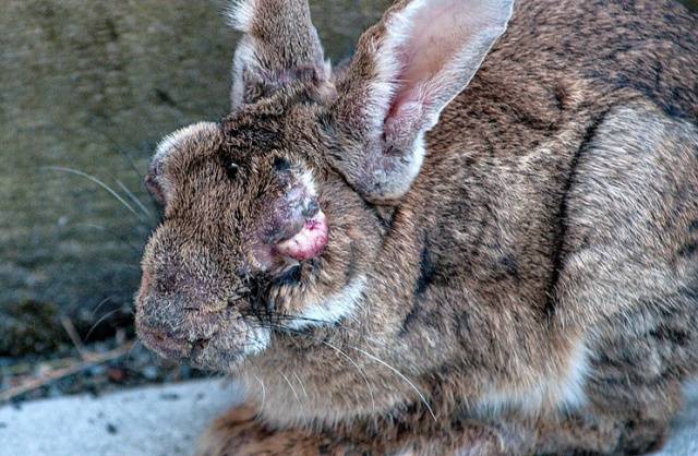 Ear disease in rabbits: how to treat 