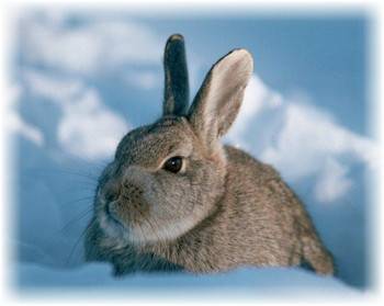 Ear disease in rabbits: how to treat 