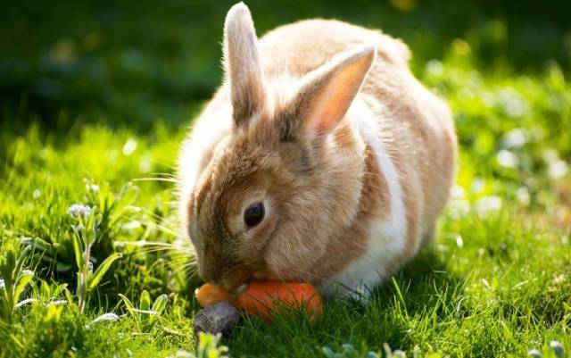 Ear disease in rabbits: how to treat 