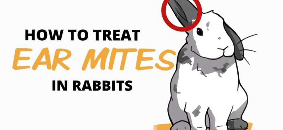 Ear disease in rabbits: how to treat 