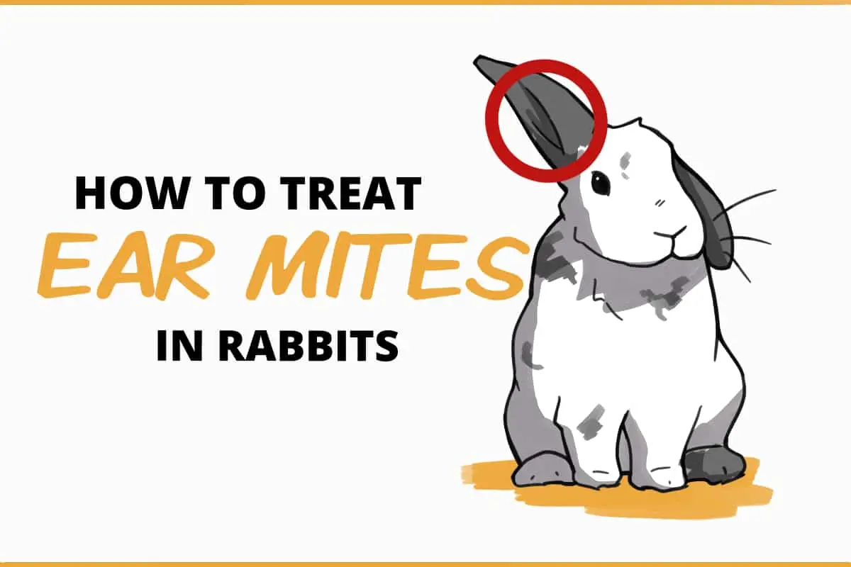 Ear disease in rabbits: how to treat 