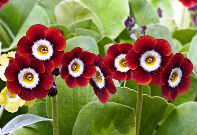 Ear primrose: varieties and species with photos