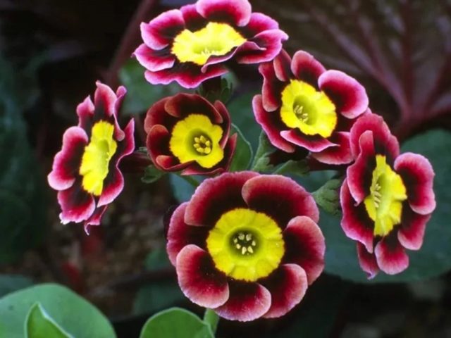 Ear primrose: varieties and species with photos