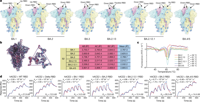 Earlier coronavirus infection protects against BA.4 and BA.5. New research and some important details