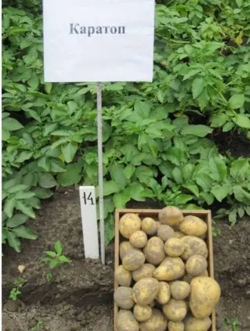 Early and ultra-early potato varieties