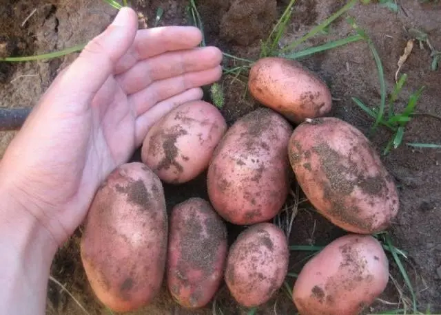 Early and ultra-early potato varieties