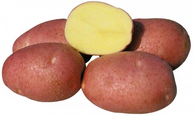 Early and ultra-early potato varieties