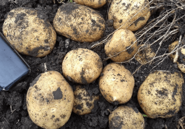 Early and ultra-early potato varieties