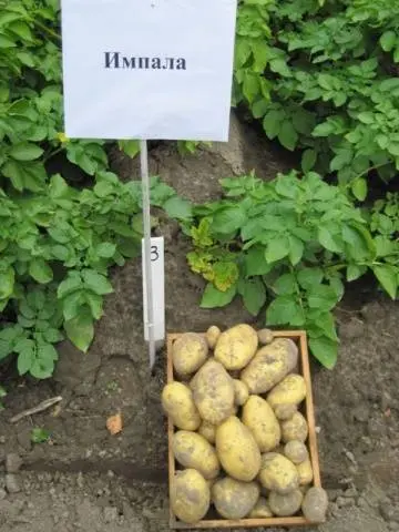 Early and ultra-early potato varieties