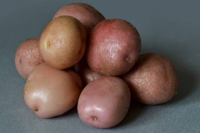 Early and ultra-early potato varieties