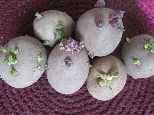 Early and ultra-early potato varieties