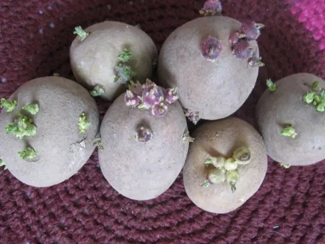 Early and ultra-early potato varieties