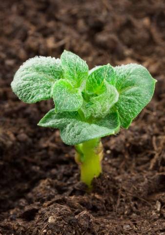 Early and ultra-early potato varieties