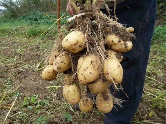 Early and ultra-early potato varieties