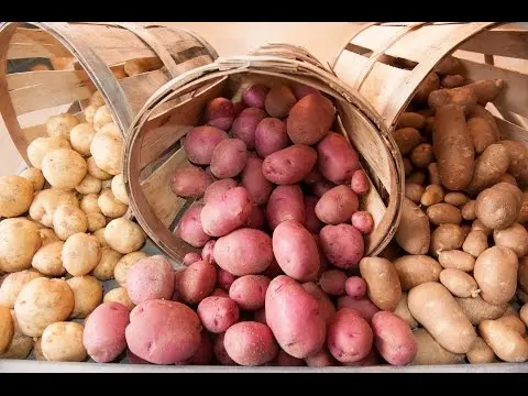 Early and ultra-early potato varieties