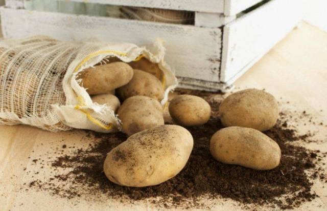 Early and ultra-early potato varieties