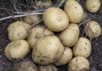 Early and ultra-early potato varieties