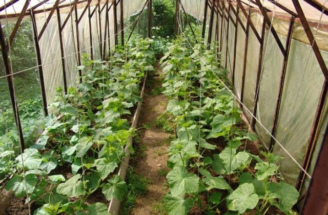 Early cucumbers for the greenhouse