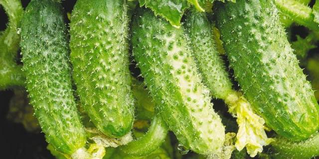 Early cucumbers for the greenhouse