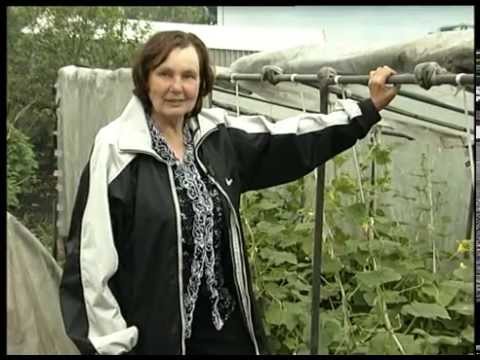 Early cucumbers for the greenhouse