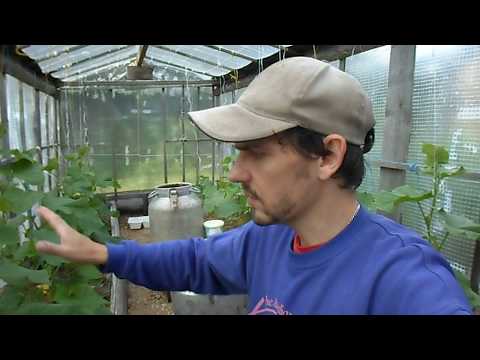 Early cucumbers for the greenhouse