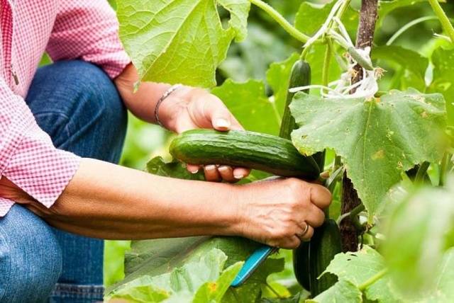 Early cucumbers for the greenhouse