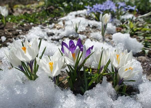 Early garden perennial flowers