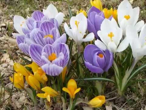 Early garden perennial flowers