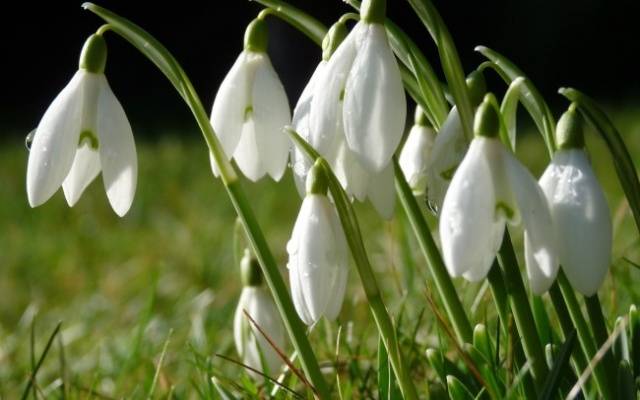 Early garden perennial flowers