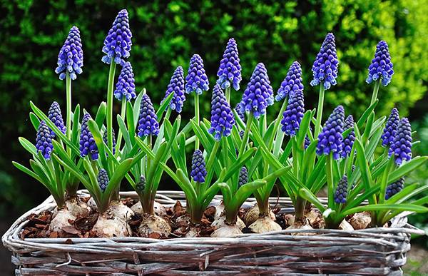 Early garden perennial flowers