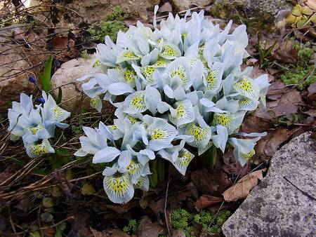 Early garden perennial flowers