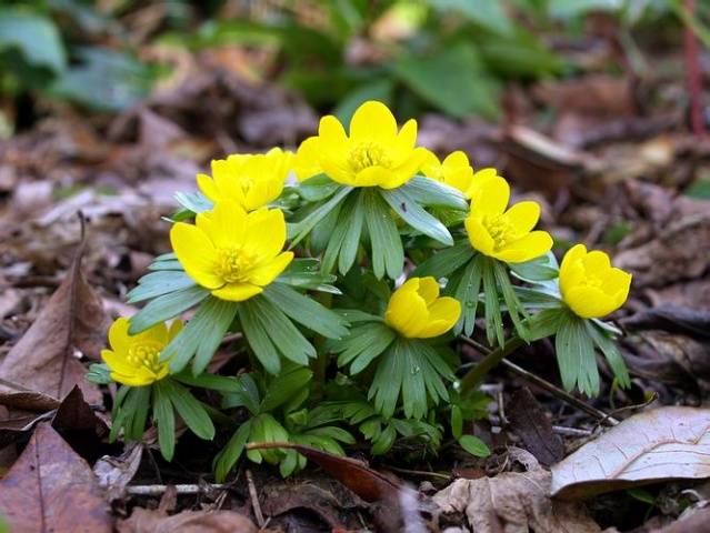 Early garden perennial flowers