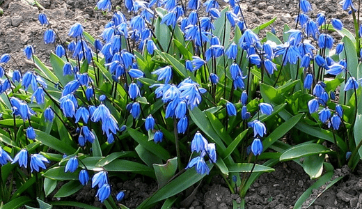 Early garden perennial flowers