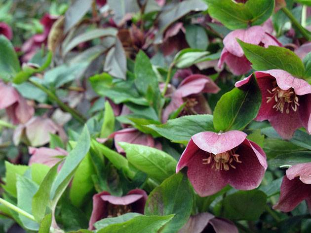 Early garden perennial flowers