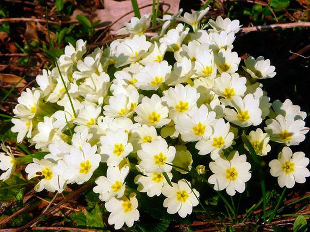 Early garden perennial flowers