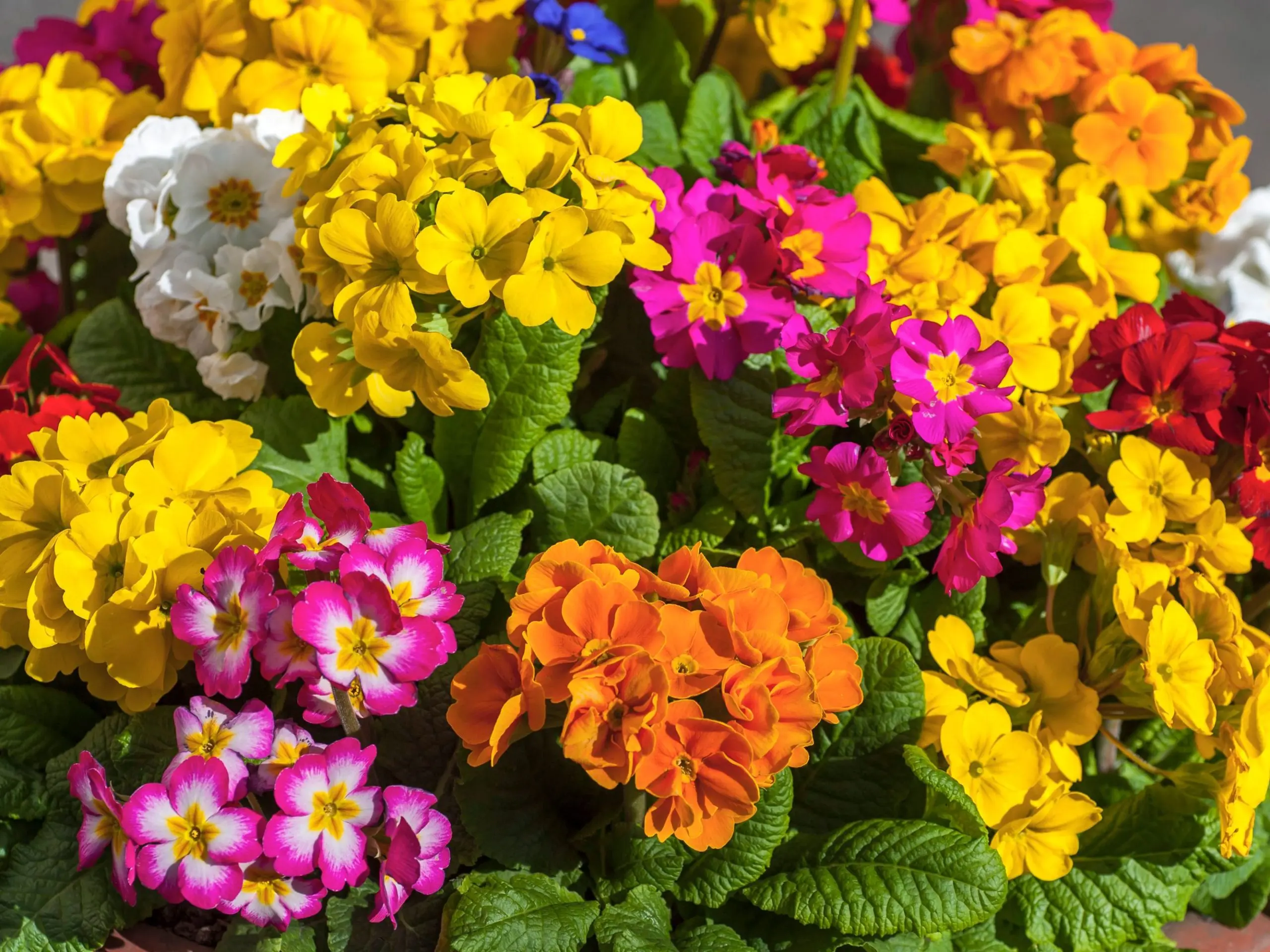 Early garden perennial flowers