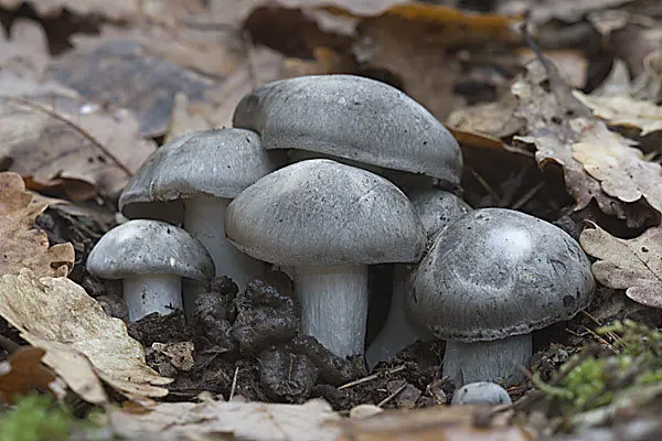 Early hygrophorus (Hygrophorus marzuolus) photo and description