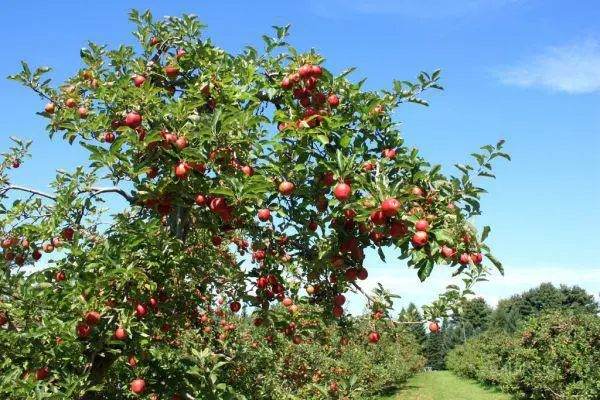 Early Kyiv peach: planting and care