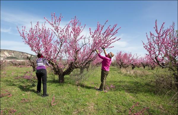 Early Kyiv peach: planting and care