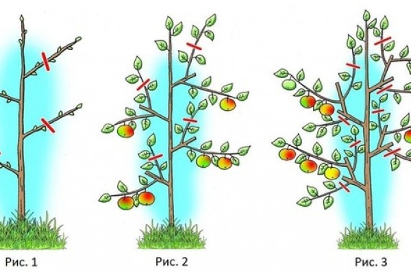 Early Kyiv peach: planting and care