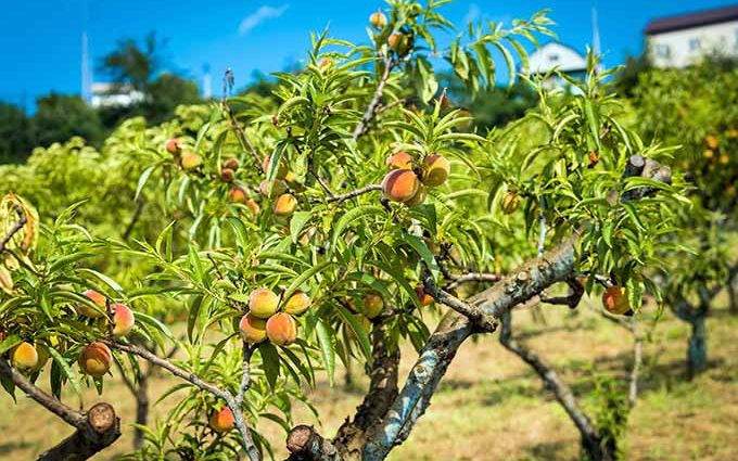 Early Kyiv peach: planting and care