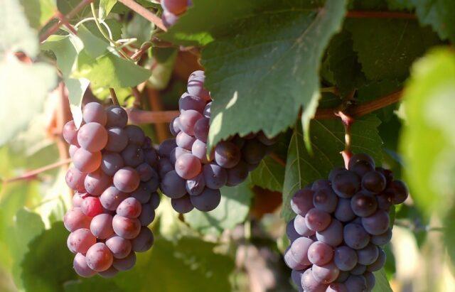 Early pink Muscat grapes: variety description, photos, reviews, planting and care